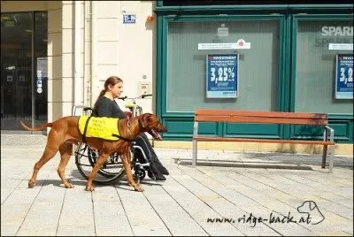 Aan het werk met een rolstoel