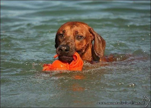 Zwemmend met de dummy
