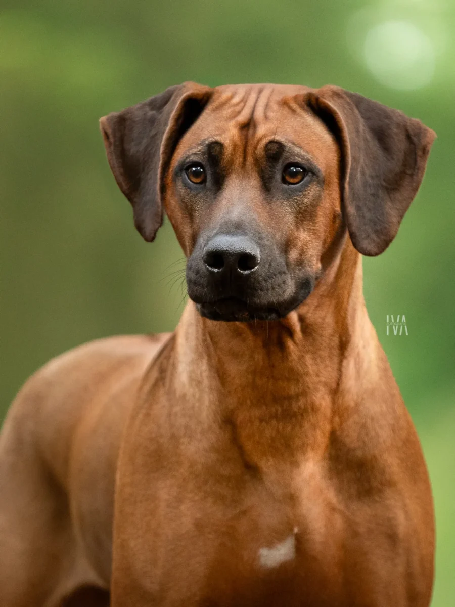 Zoë