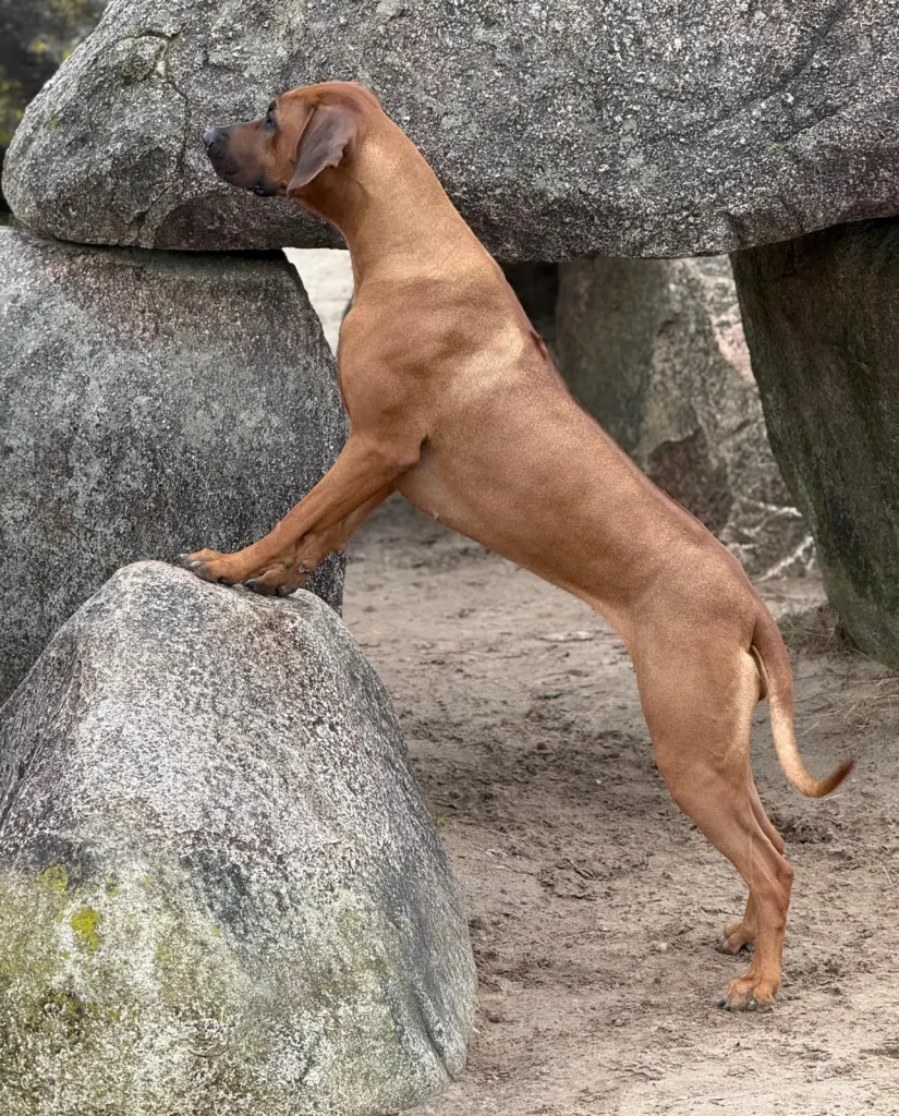 Op de rotsen