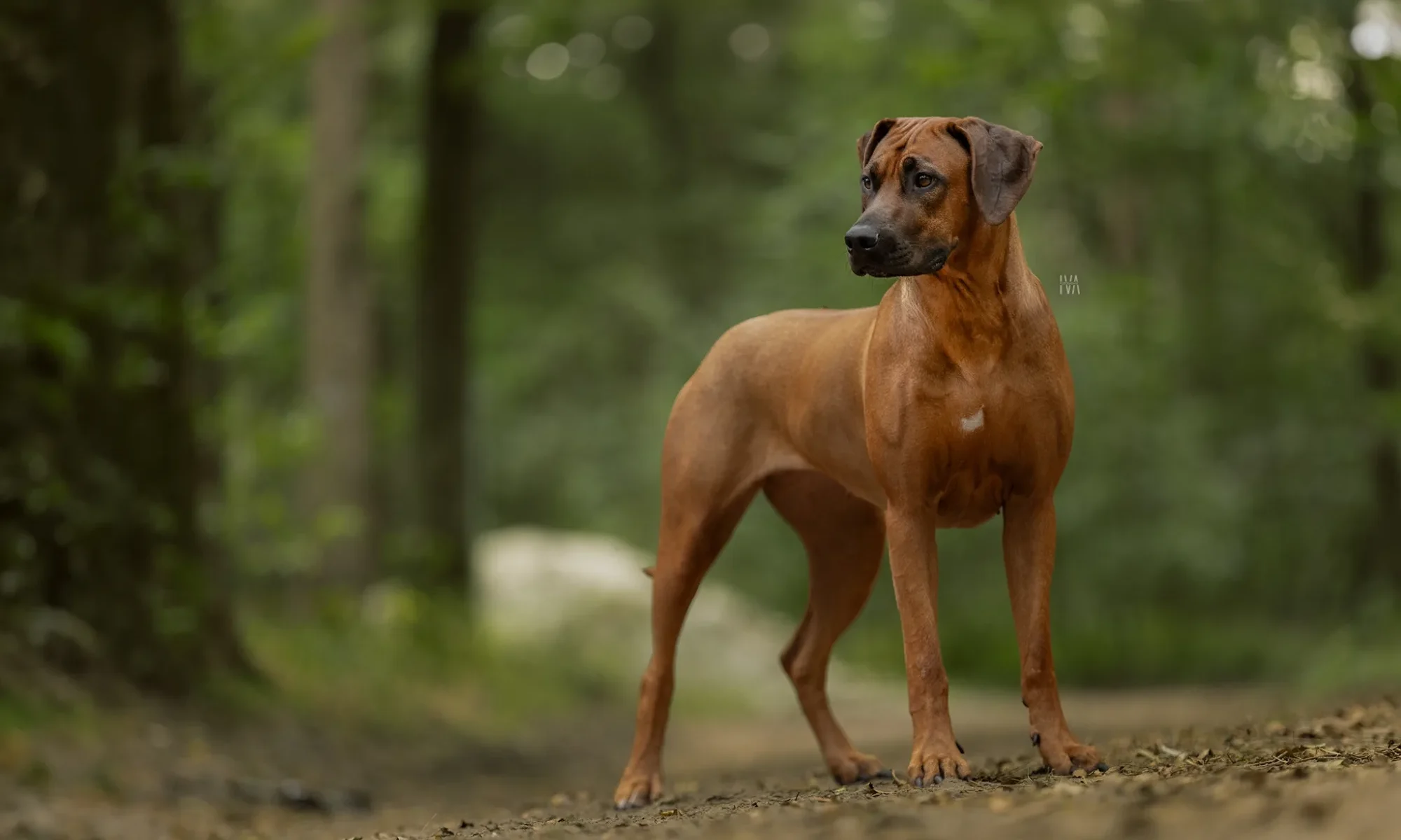 Zoë